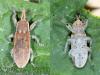 Lixus vilis